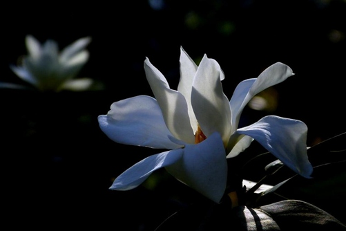 深山含笑图片,高清深山含笑图片大全