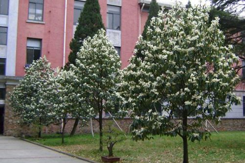 深山含笑图片,高清深山含笑图片大全