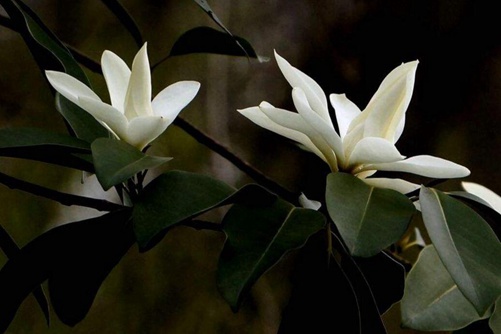 深山含笑图片,高清深山含笑图片大全