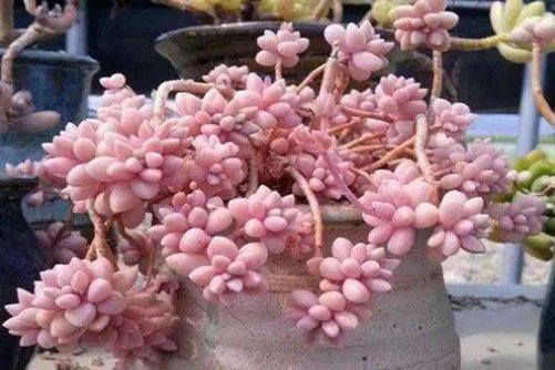 姬秋丽多肉养殖方法,用以下方法,从屌丝丑样逆袭成白富美!