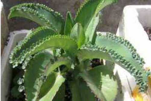 落地生根怎么养?落地生根,我生如飞蓬