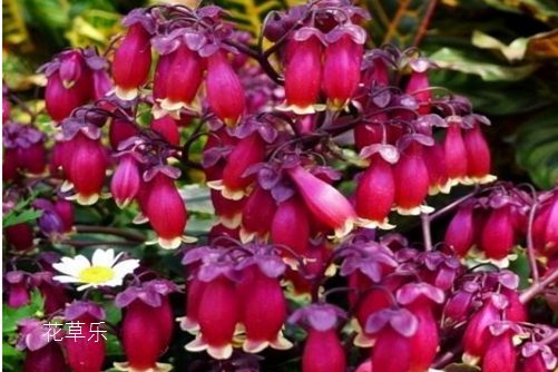 宫灯长寿花怎么修剪?我来告诉你