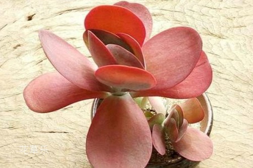 学会这些养护方法,轻轻松松让唐印爆盆了!