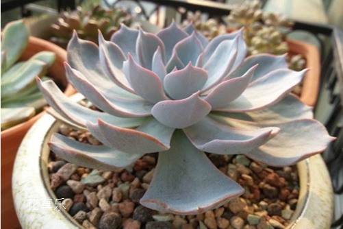 多肉屌丝也可逆袭,蓝石莲施好肥,屌丝也可成女神