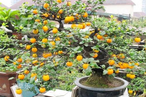 怎样让金弹子多挂果,达到观形观果的状态