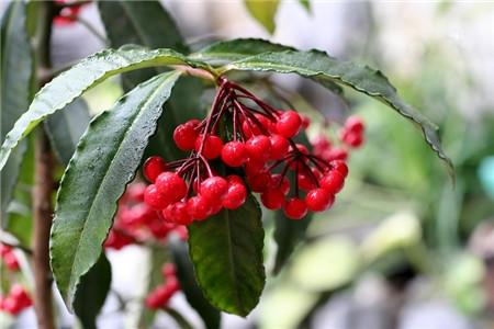 朱砂根(富贵树)花语是什么