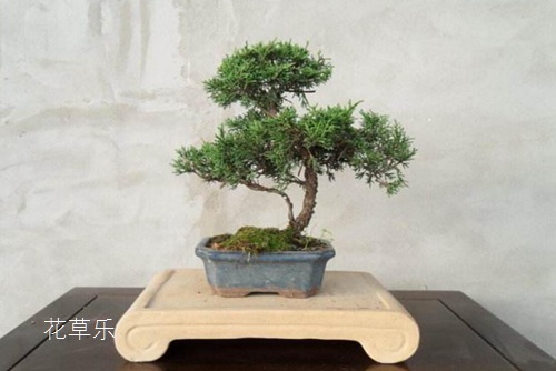 龙柏怎么养?龙柏盆景养护管理