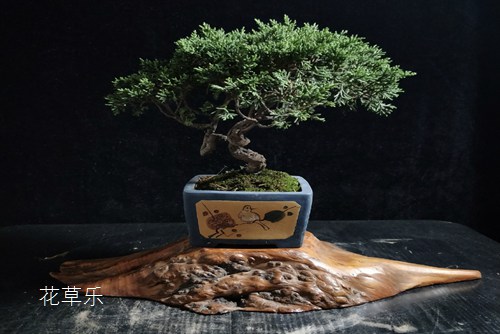 楼顶如何养好真柏,在真柏养护过程中有什么具体要求