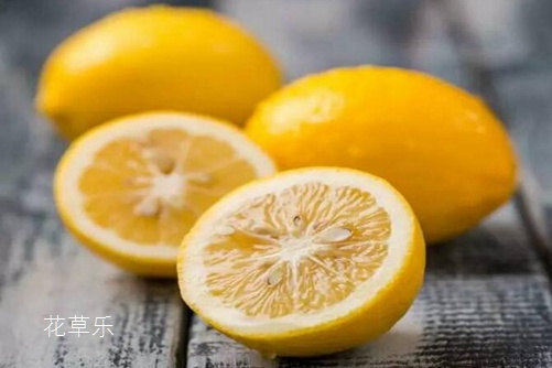 我的的柠檬盆栽被柠檬果压弯了腰。柠檬盆栽怎么养?才能硕果累累