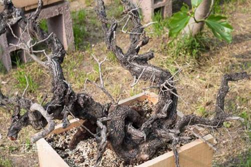 “才貌双全”的黄连木怎么养?黄连木盆景制作和养护方法介绍