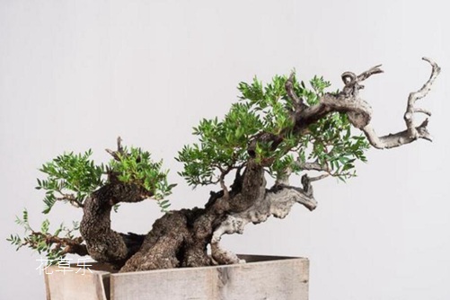 “才貌双全”的黄连木怎么养?黄连木盆景制作和养护方法介绍