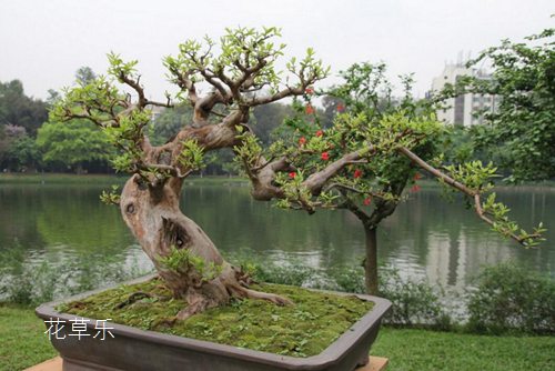 果树盆景与一般盆景有何区别,怎样才能提高其观赏效果?