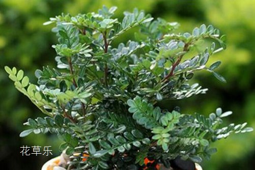 清香木怎么养?才能香气四溢连蚊子都不敢飞进院子里