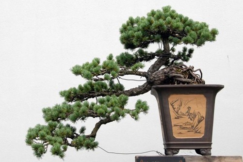 罗汉松寓意是什么?罗汉松的花语介绍