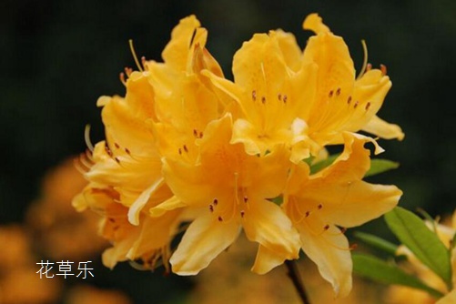 杜鹃花与有毒吗?杜鹃盆景可以在室内养殖吗?