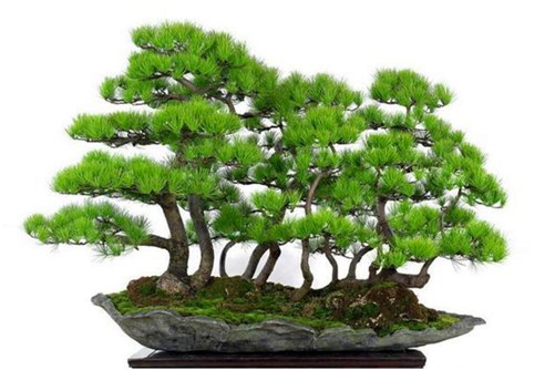 五针松有哪些养护要点,养好五针松你一定要懂这5个方面