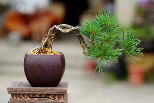 五针松有哪些养护要点,养好五针松你一定要懂这5个方面