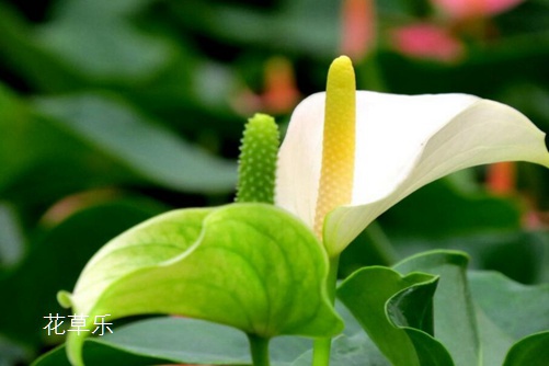 白掌怎么养,能轻松解决叶子发黄,让白掌叶子一直绿油油