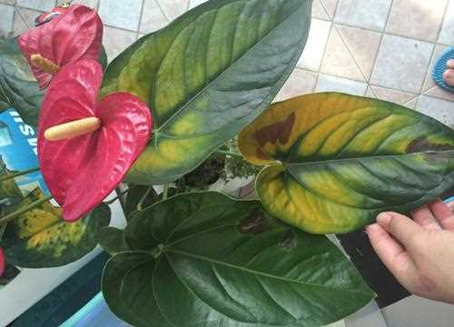 白掌怎么养,能轻松解决叶子发黄,让白掌叶子一直绿油油