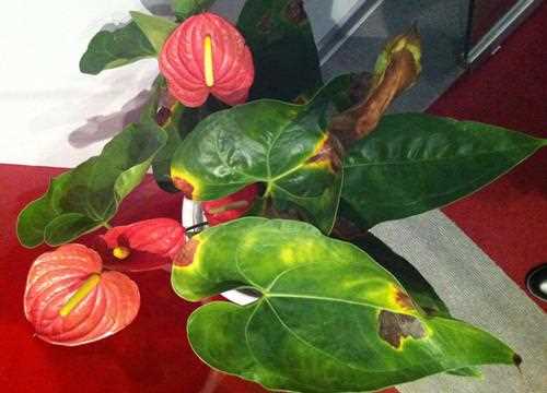 白掌怎么养,能轻松解决叶子发黄,让白掌叶子一直绿油油