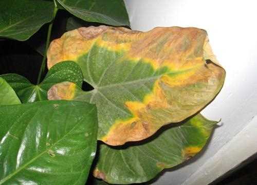 白掌怎么养,能轻松解决叶子发黄,让白掌叶子一直绿油油