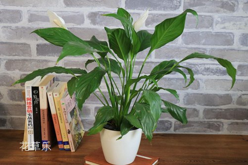 白掌怎么养,能轻松解决叶子发黄,让白掌叶子一直绿油油